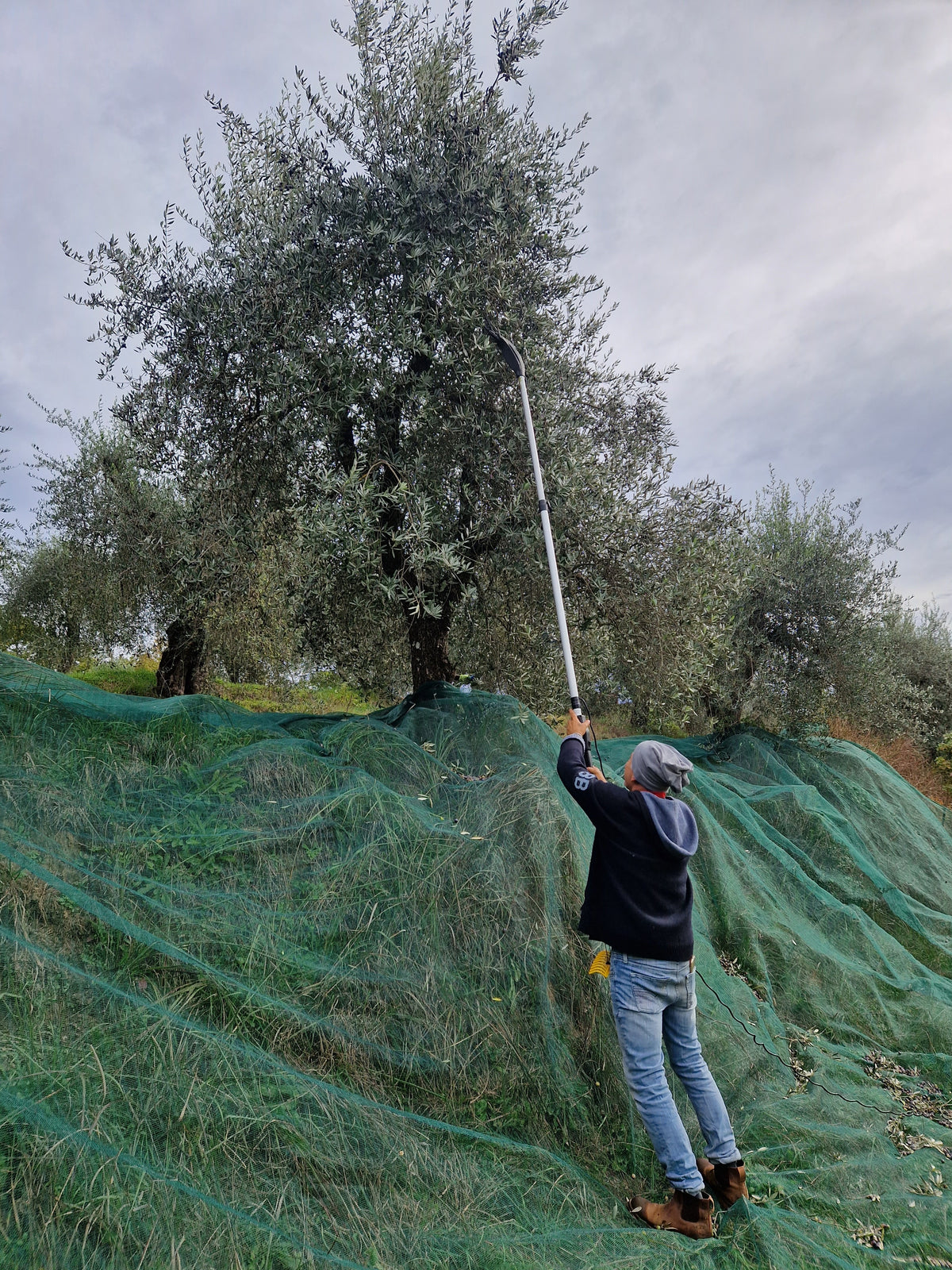 La raccolta delle olive con le reti stese sotto gli alberi