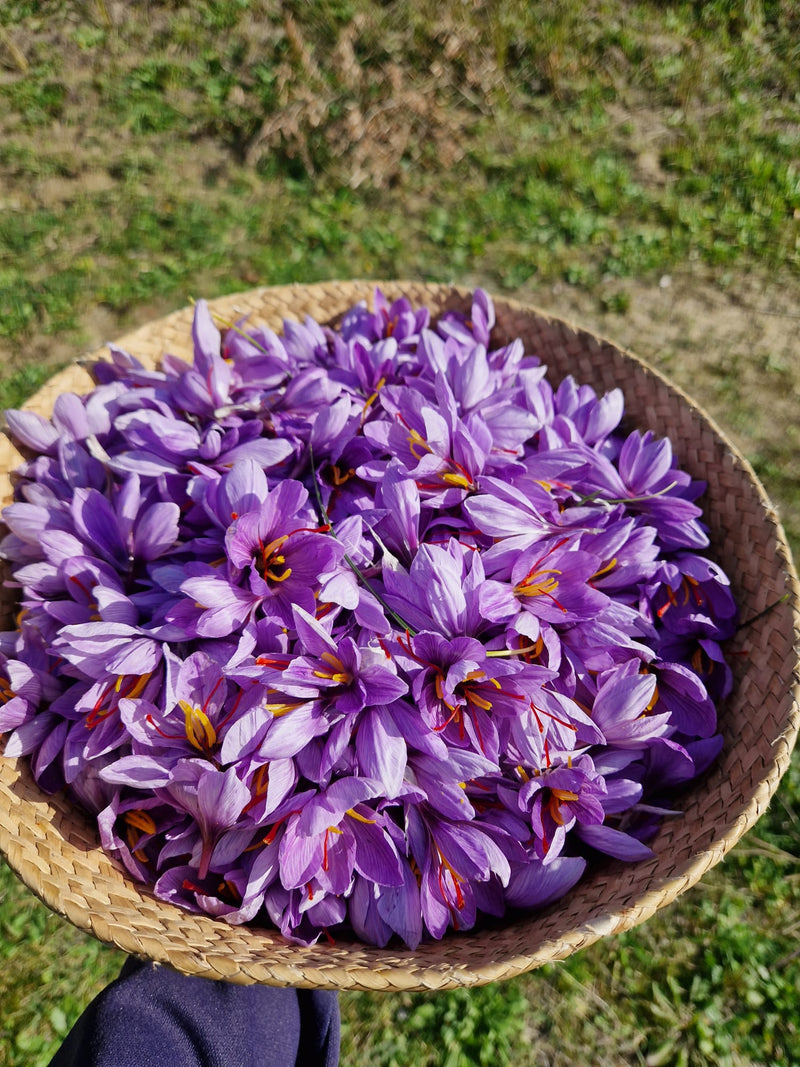 Cesto di fiori di croco appena raccolti