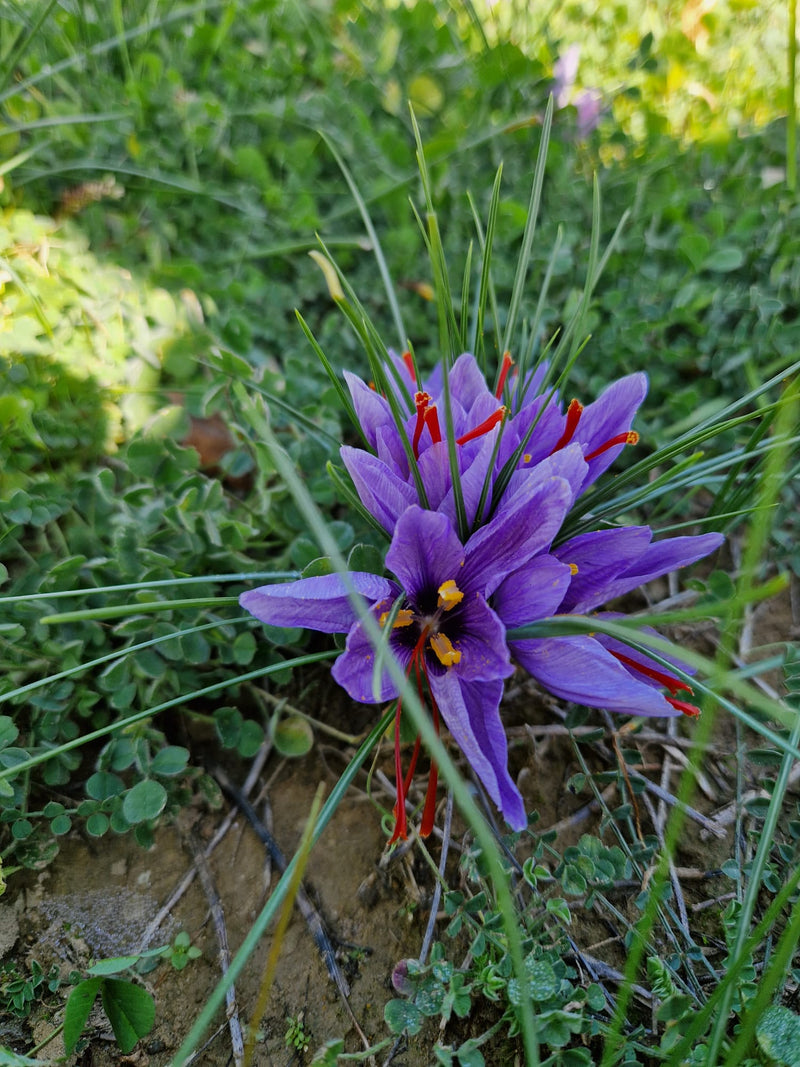 Il croco in fiore nel campo
