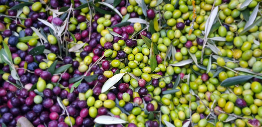 Olive appena raccolte