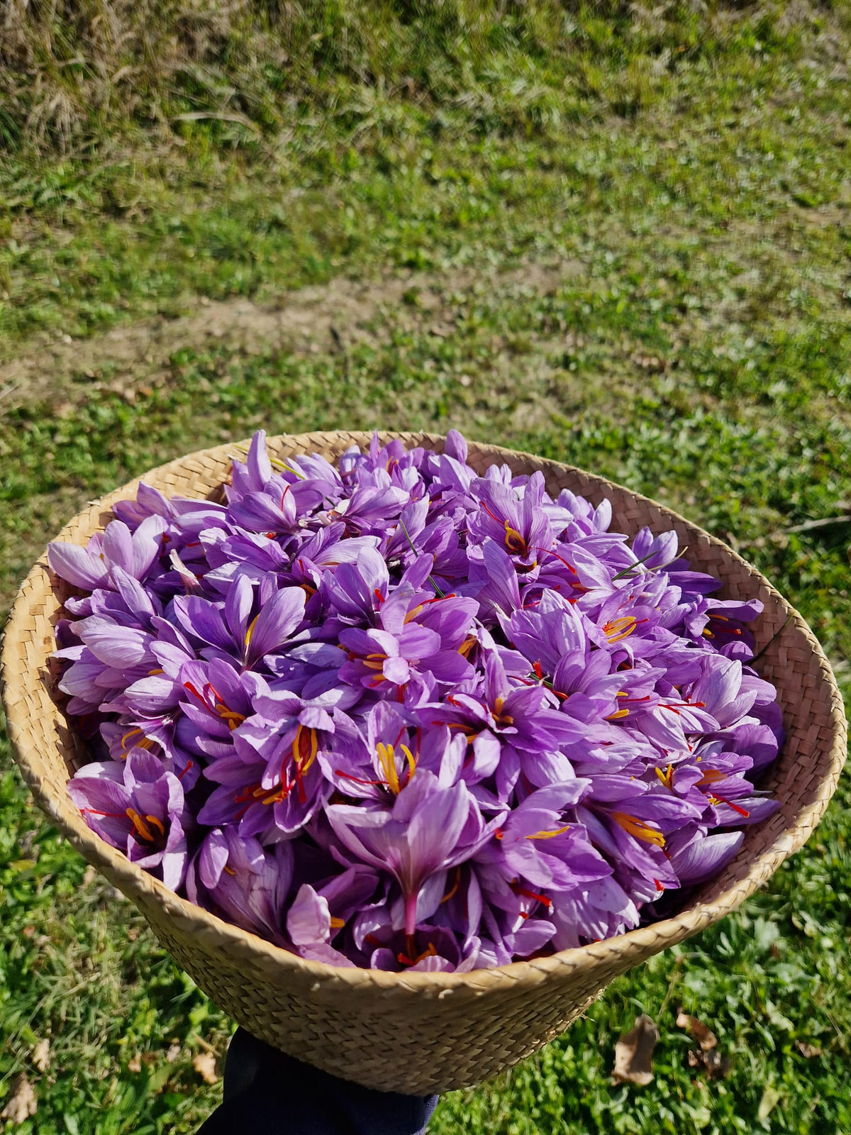 Un cesto di fiori di croco appena raccolti