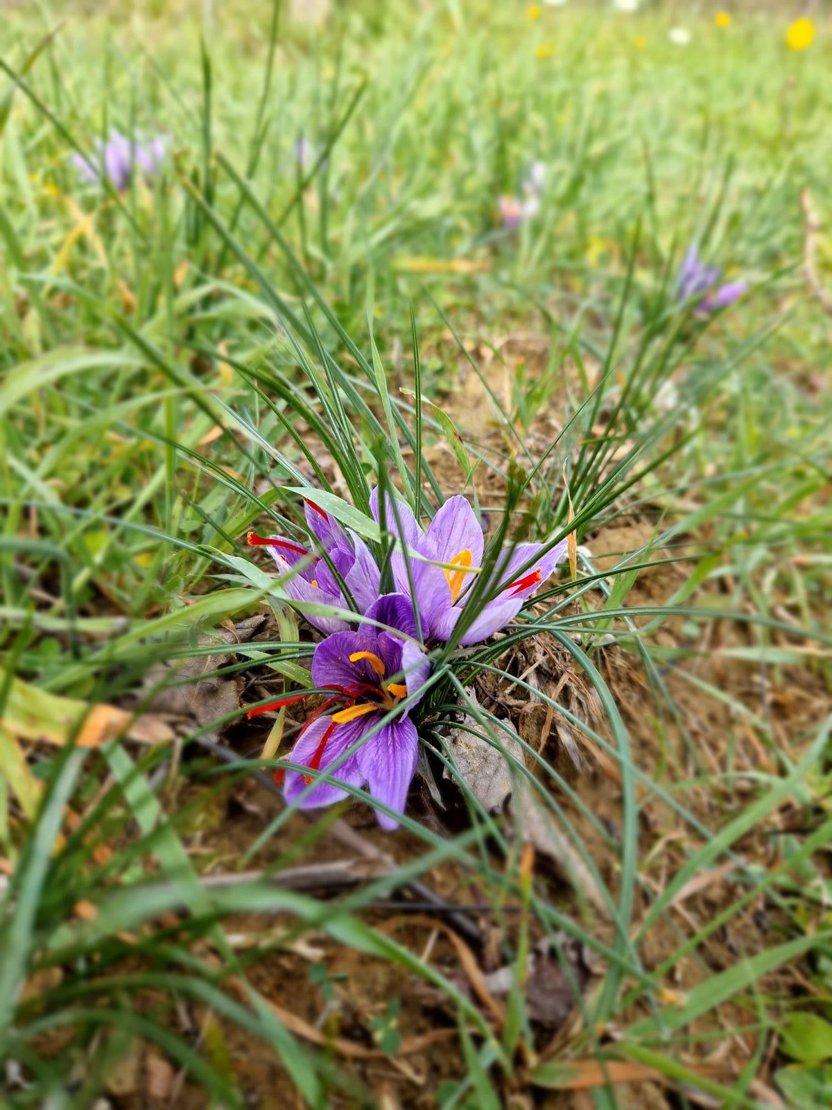 Il croco in fiore